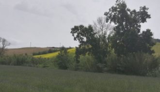 lavanda