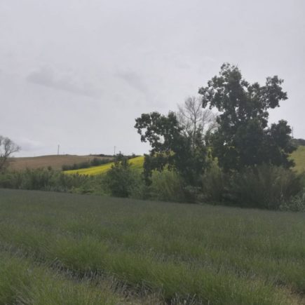 lavanda