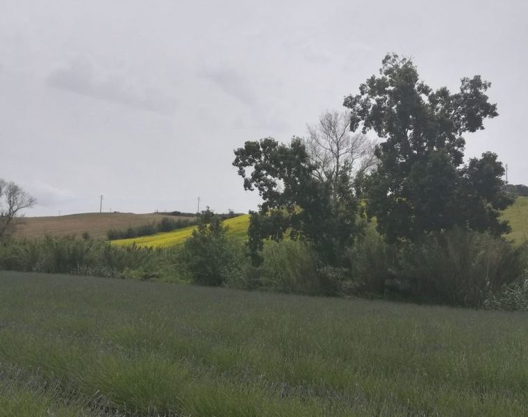 lavanda
