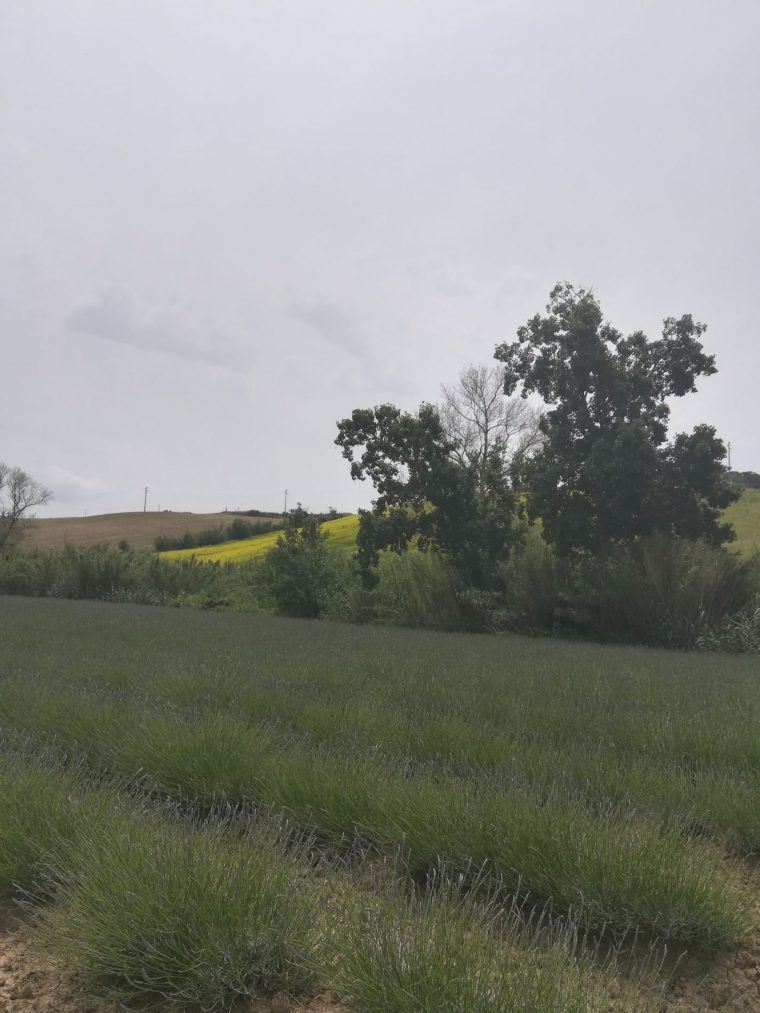 lavanda